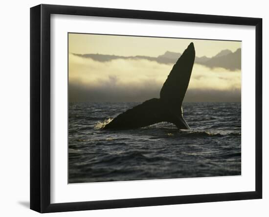 Whales Tale-Art Wolfe-Framed Photographic Print