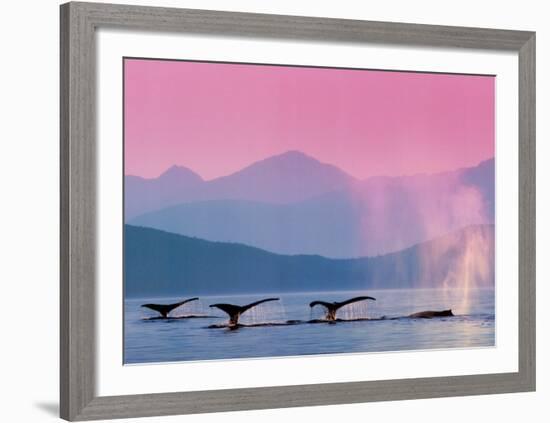 Whales-null-Framed Art Print