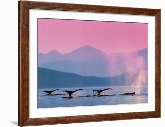 Whales-null-Framed Art Print