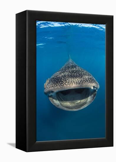 Whaleshark (Rhincodon Typus) Swimming And Filtering Fish Eggs From The Water-Alex Mustard-Framed Premier Image Canvas