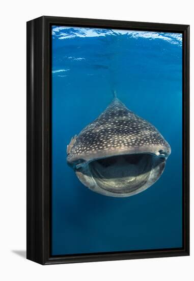 Whaleshark (Rhincodon Typus) Swimming And Filtering Fish Eggs From The Water-Alex Mustard-Framed Premier Image Canvas