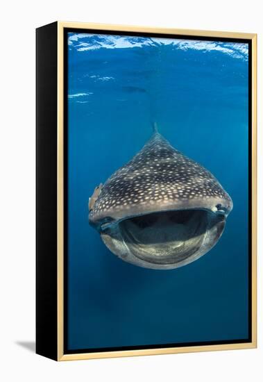 Whaleshark (Rhincodon Typus) Swimming And Filtering Fish Eggs From The Water-Alex Mustard-Framed Premier Image Canvas