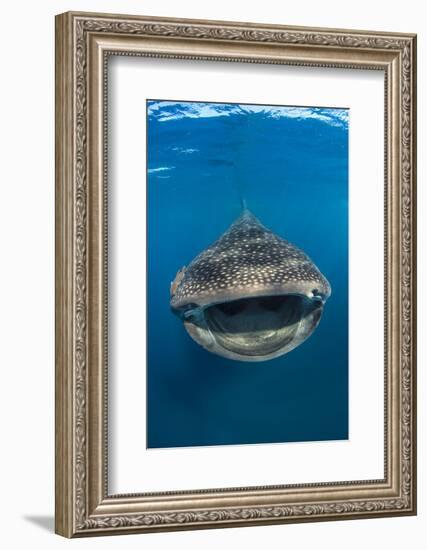 Whaleshark (Rhincodon Typus) Swimming And Filtering Fish Eggs From The Water-Alex Mustard-Framed Photographic Print