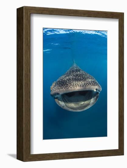 Whaleshark (Rhincodon Typus) Swimming And Filtering Fish Eggs From The Water-Alex Mustard-Framed Photographic Print