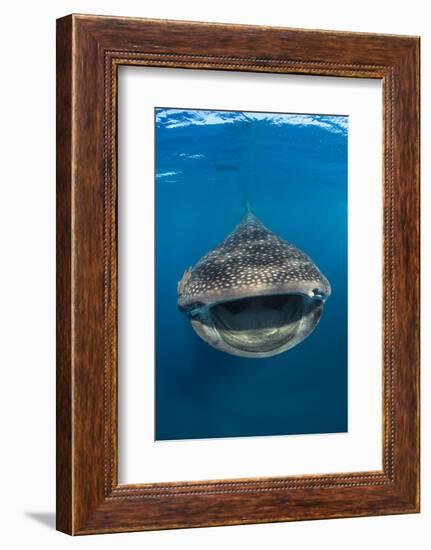 Whaleshark (Rhincodon Typus) Swimming And Filtering Fish Eggs From The Water-Alex Mustard-Framed Photographic Print