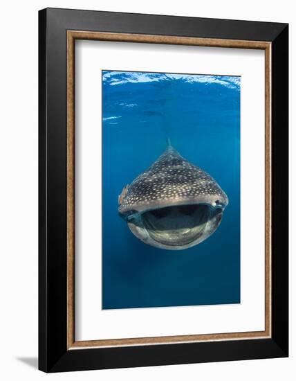 Whaleshark (Rhincodon Typus) Swimming And Filtering Fish Eggs From The Water-Alex Mustard-Framed Photographic Print