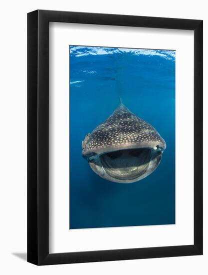 Whaleshark (Rhincodon Typus) Swimming And Filtering Fish Eggs From The Water-Alex Mustard-Framed Photographic Print