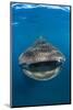 Whaleshark (Rhincodon Typus) Swimming And Filtering Fish Eggs From The Water-Alex Mustard-Mounted Photographic Print