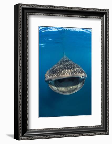 Whaleshark (Rhincodon Typus) Swimming And Filtering Fish Eggs From The Water-Alex Mustard-Framed Photographic Print