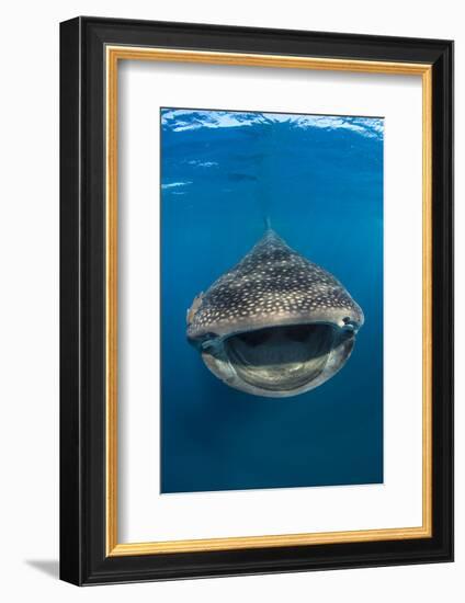 Whaleshark (Rhincodon Typus) Swimming And Filtering Fish Eggs From The Water-Alex Mustard-Framed Photographic Print