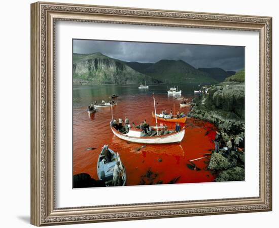 Whaling, Faroe Islands (Faeroes), North Atlantic-Adam Woolfitt-Framed Photographic Print