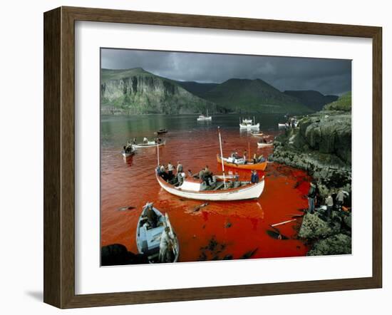 Whaling, Faroe Islands (Faeroes), North Atlantic-Adam Woolfitt-Framed Photographic Print