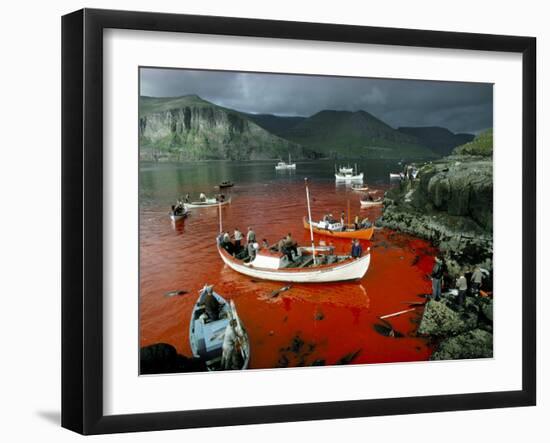 Whaling, Faroe Islands (Faeroes), North Atlantic-Adam Woolfitt-Framed Photographic Print