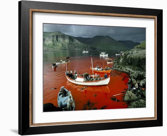 Whaling, Faroe Islands (Faeroes), North Atlantic-Adam Woolfitt-Framed Photographic Print