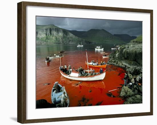 Whaling, Faroe Islands (Faeroes), North Atlantic-Adam Woolfitt-Framed Photographic Print