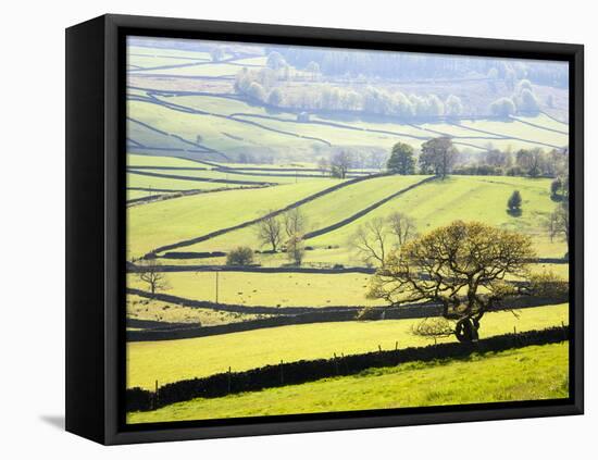 Wharfedale Near Appletreewick, Yorkshire Dales, Yorkshire, England, United Kingdom, Europe-Mark Sunderland-Framed Premier Image Canvas