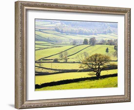 Wharfedale Near Appletreewick, Yorkshire Dales, Yorkshire, England, United Kingdom, Europe-Mark Sunderland-Framed Photographic Print