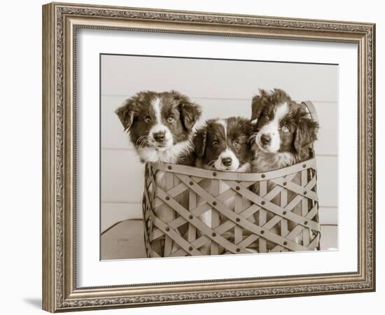 What a Cute Bundle-Jim Dratfield-Framed Photo