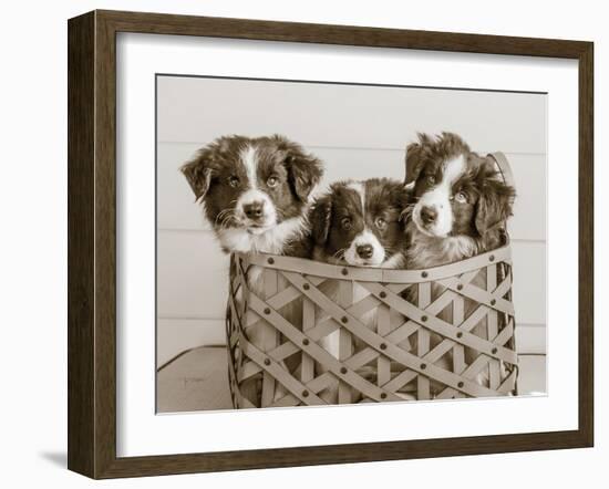 What a Cute Bundle-Jim Dratfield-Framed Photo