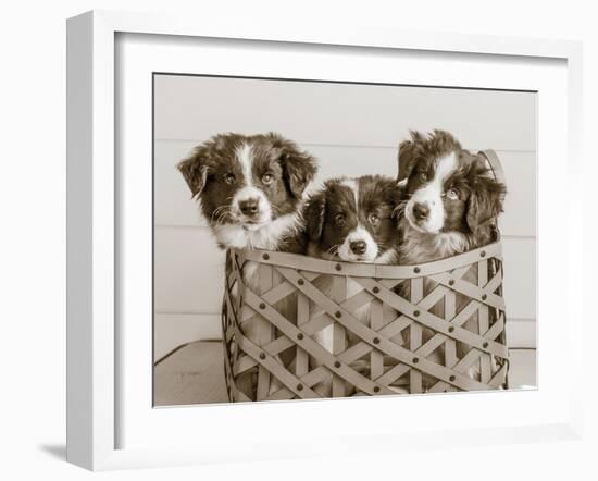 What a Cute Bundle-Jim Dratfield-Framed Photo