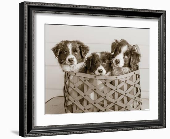 What a Cute Bundle-Jim Dratfield-Framed Photo