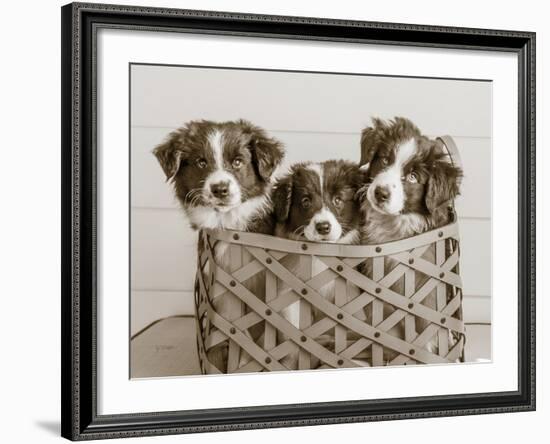 What a Cute Bundle-Jim Dratfield-Framed Photo