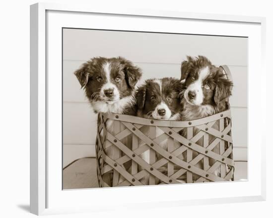 What a Cute Bundle-Jim Dratfield-Framed Photo