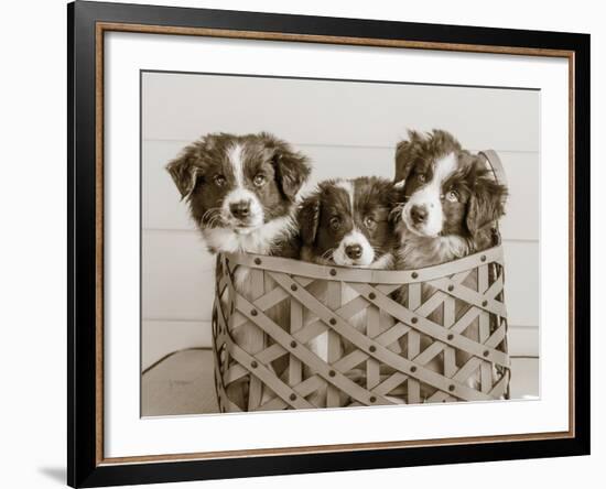 What a Cute Bundle-Jim Dratfield-Framed Photo