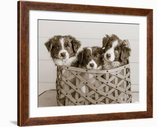 What a Cute Bundle-Jim Dratfield-Framed Photo