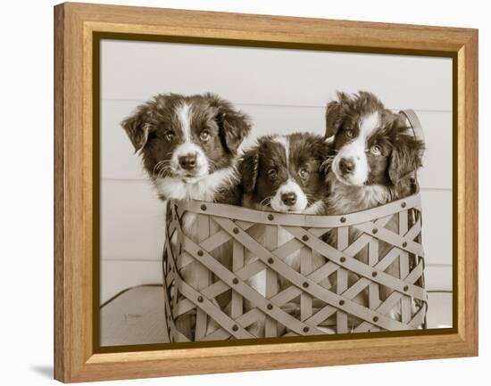 What a Cute Bundle-Jim Dratfield-Framed Stretched Canvas