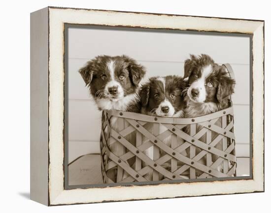 What a Cute Bundle-Jim Dratfield-Framed Stretched Canvas