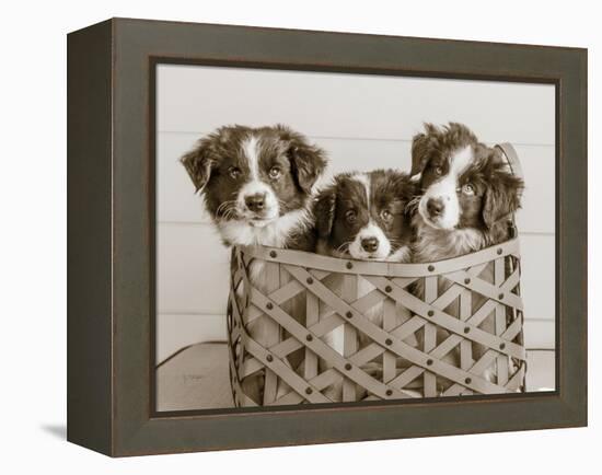 What a Cute Bundle-Jim Dratfield-Framed Stretched Canvas