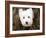 What a Cutie-Jim Dratfield-Framed Photo