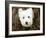 What a Cutie-Jim Dratfield-Framed Photo