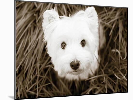 What a Cutie-Jim Dratfield-Mounted Photo