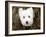 What a Cutie-Jim Dratfield-Framed Photo