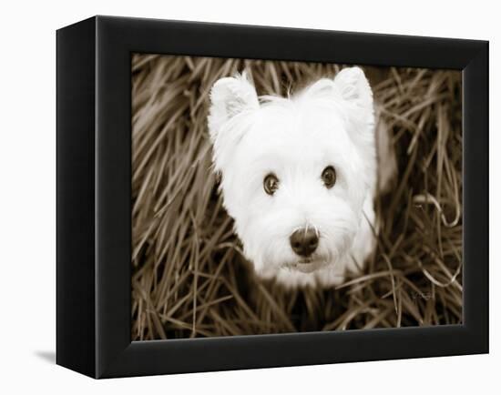 What a Cutie-Jim Dratfield-Framed Stretched Canvas