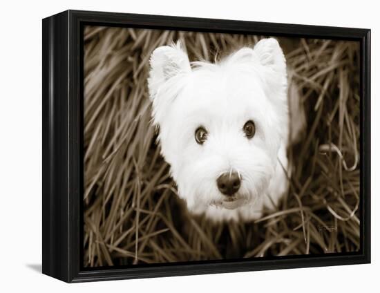 What a Cutie-Jim Dratfield-Framed Stretched Canvas