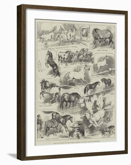 What Can Be Done with Wild Horses, Sketches at the Royal Aquarium, Westminster-Alfred Courbould-Framed Giclee Print