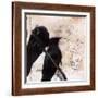 What Crows Reveal II-Ingrid Blixt-Framed Art Print