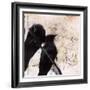 What Crows Reveal II-Ingrid Blixt-Framed Art Print