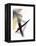 What Once Was Larger I-Jaime Derringer-Framed Premier Image Canvas