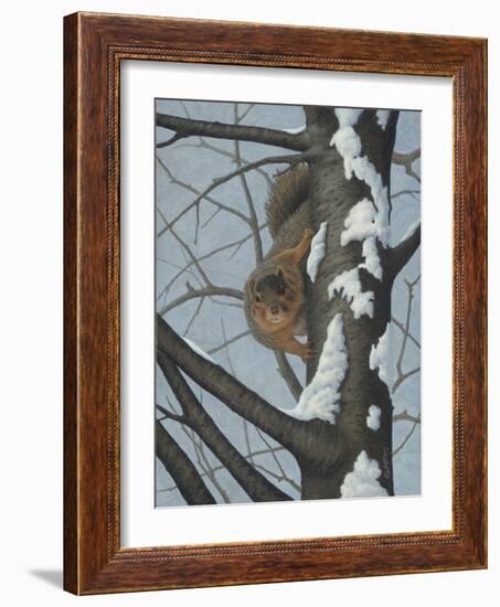 What's Going on - Fox Squirrel-Robert Wavra-Framed Giclee Print