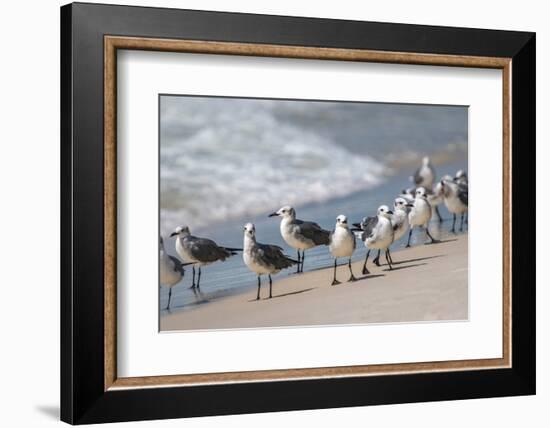 What's Up Gulls-Danny Head-Framed Photographic Print