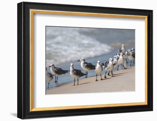 What's Up Gulls-Danny Head-Framed Photographic Print
