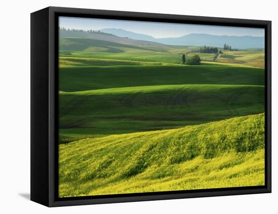 Wheat and Canola, Spokane County, Washington, USA-Charles Gurche-Framed Premier Image Canvas