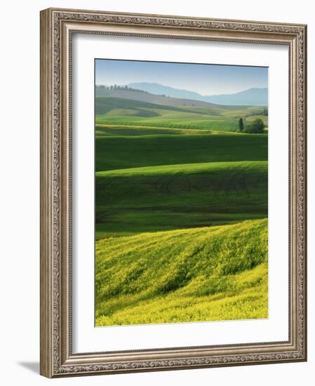 Wheat and Canola, Spokane County, Washington, USA-Charles Gurche-Framed Photographic Print