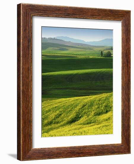 Wheat and Canola, Spokane County, Washington, USA-Charles Gurche-Framed Photographic Print