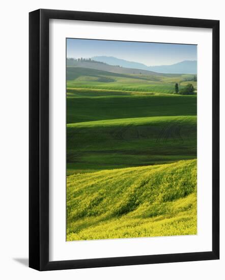 Wheat and Canola, Spokane County, Washington, USA-Charles Gurche-Framed Photographic Print