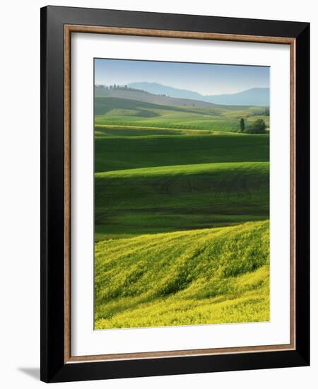 Wheat and Canola, Spokane County, Washington, USA-Charles Gurche-Framed Photographic Print